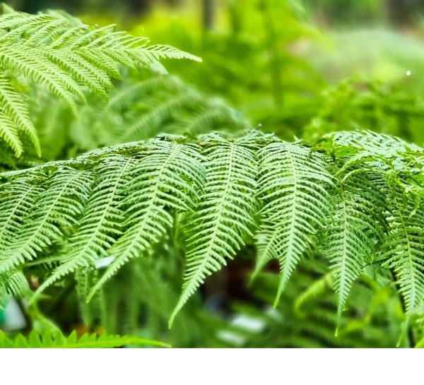 Tree Fern Dicksonia antarctica