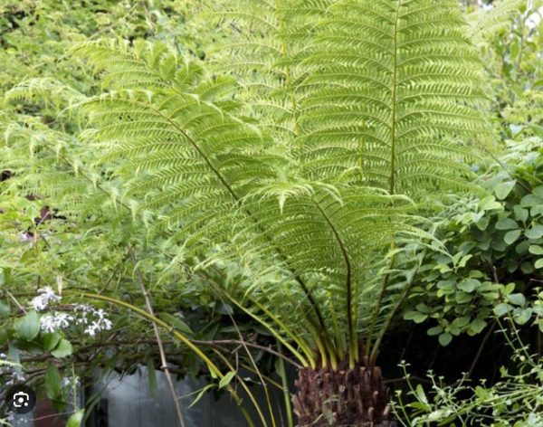 Tree Fern Melbourne