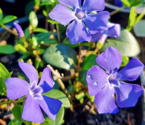 Vinca minor periwinkle