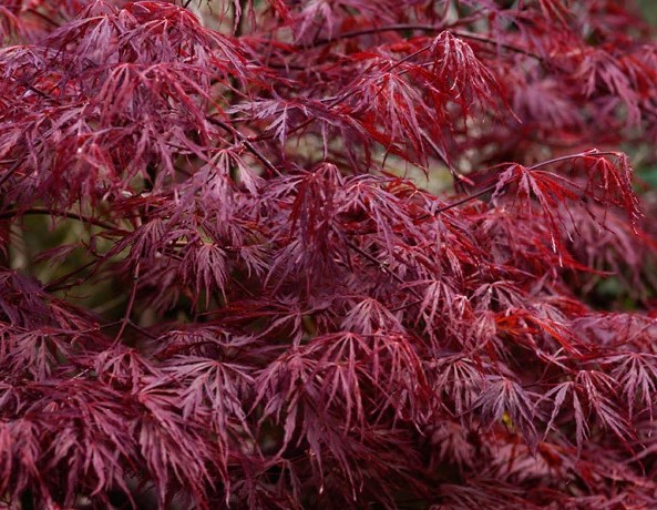 Weeping Japanese Maple