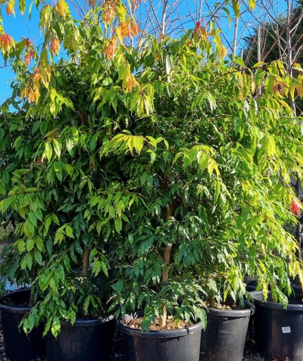 Waterhousea floribunda Weeping Lilly Pilly