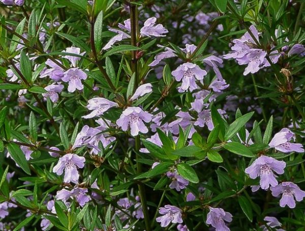 Westringia Glabra Native Rosemary Violet