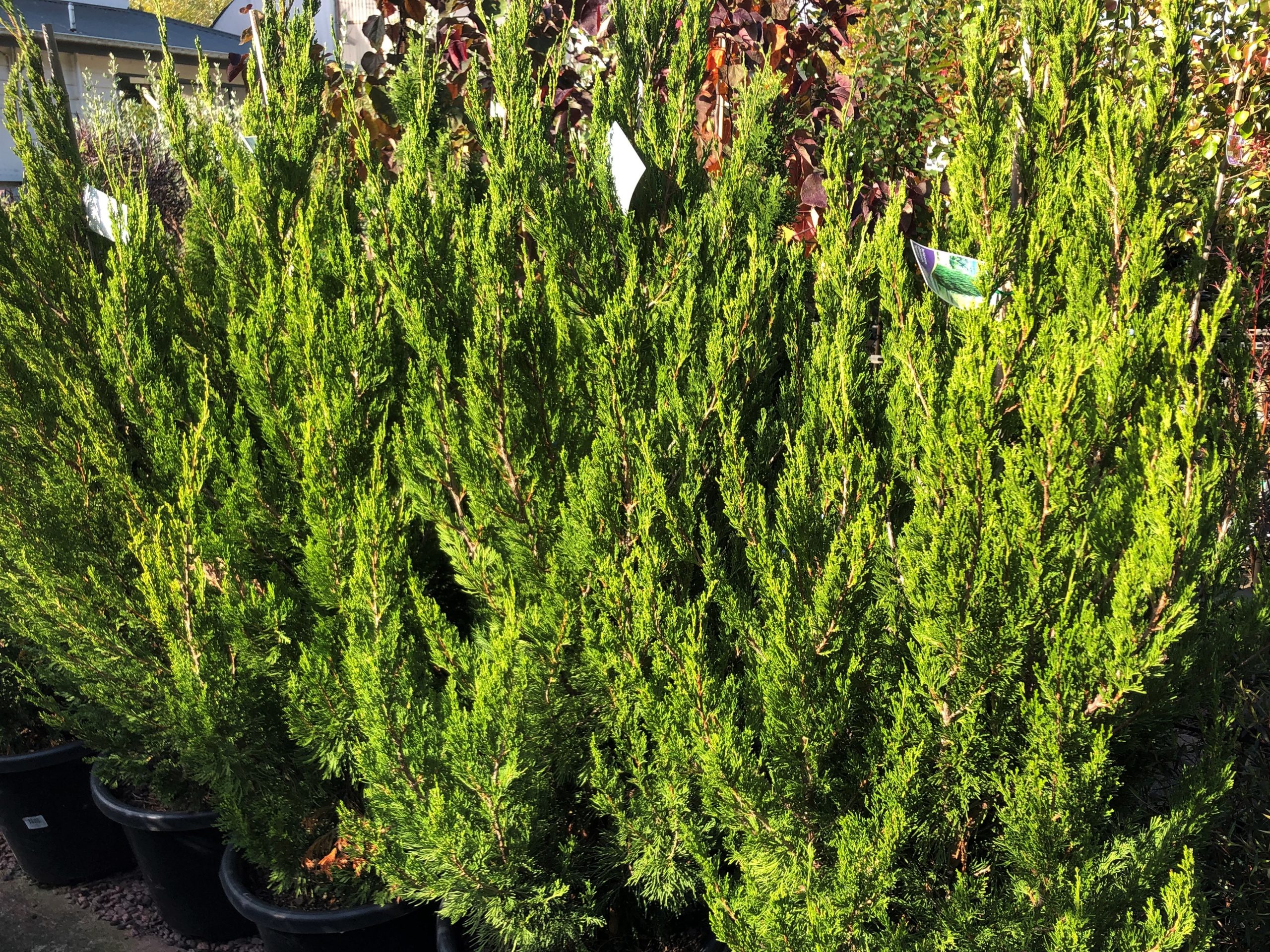 Juniperus Spartan Conifer - Plants for Spaces