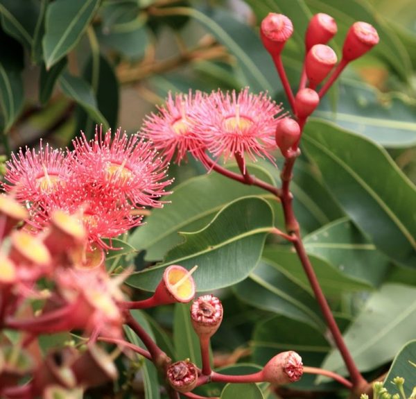 Red Flowering Gum Corymbia ficifolia