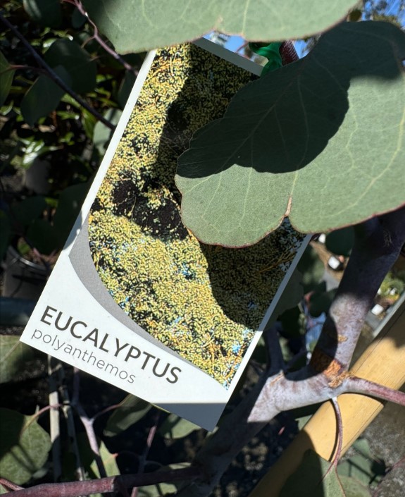 Red Box Gum Eucalyptus polyanthemos