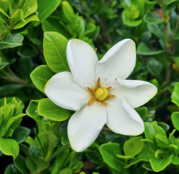 Gardenia Grandiflora Star