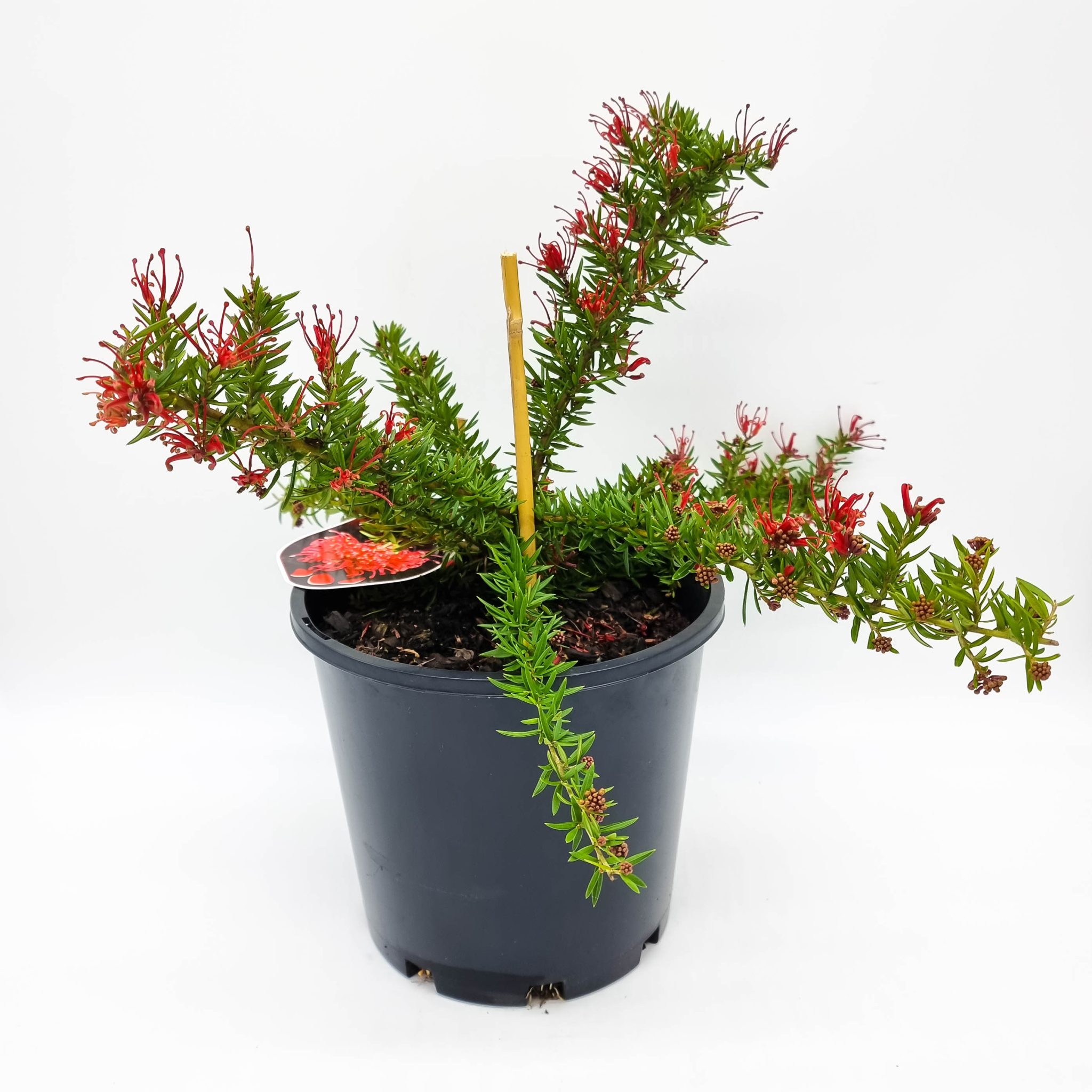 Grevillea New Blood - Plants for Spaces