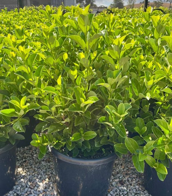 Viburnum Dense Fence