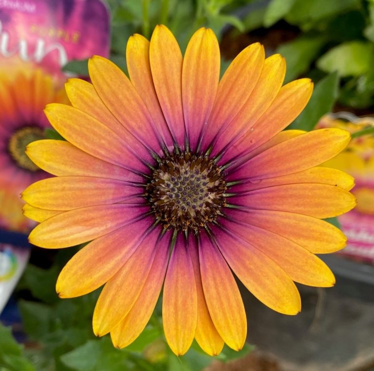 African Daisy Purple Sun - Plants for Spaces