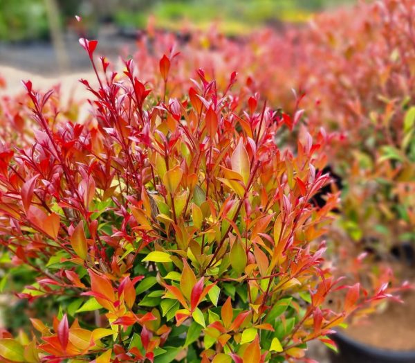 Lilly Pilly Minor Sunrise Native Hedge