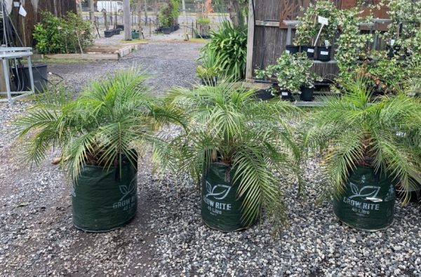 Pygmy Date Palm 45L