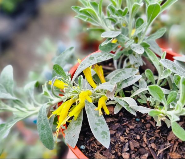 Eremophila Blue Horizon Native Hedge