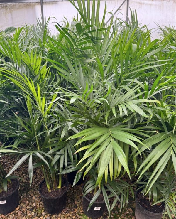 Cascade Palm
