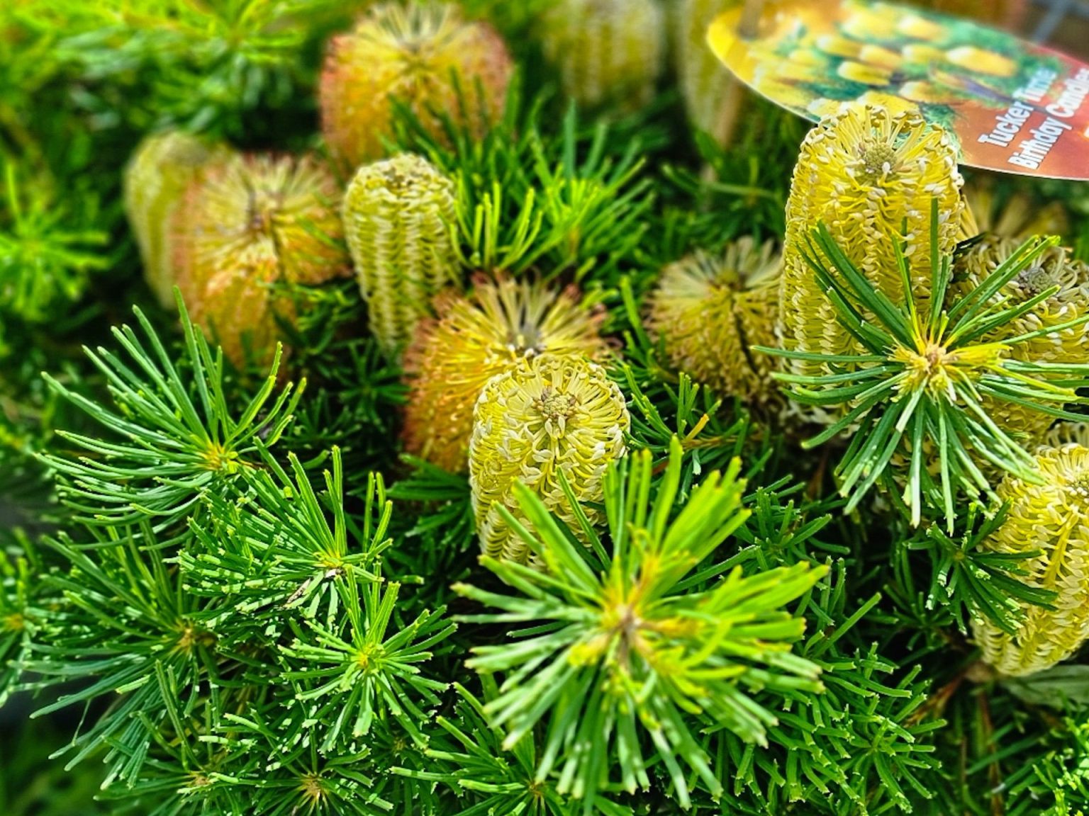 banksia-birthday-candles-plants-for-spaces