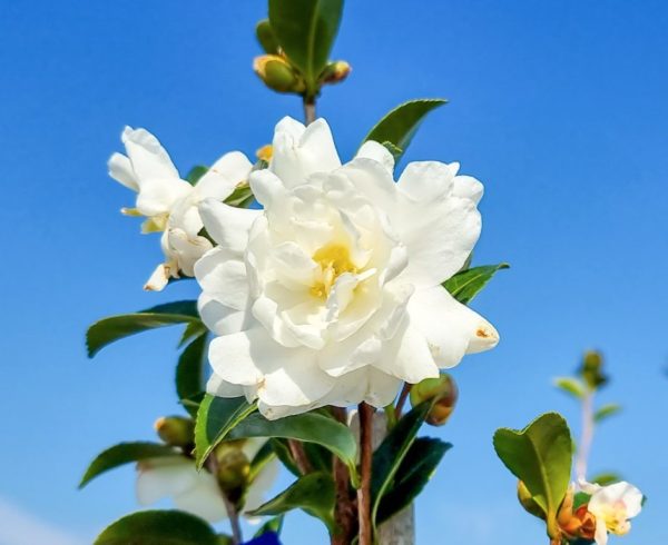 Camellia sasanqua Avalanche