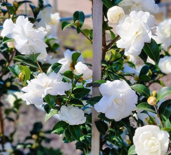 Camellia sasanqua Avalanche