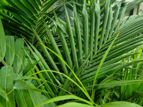 Bangalow Palm Fronds