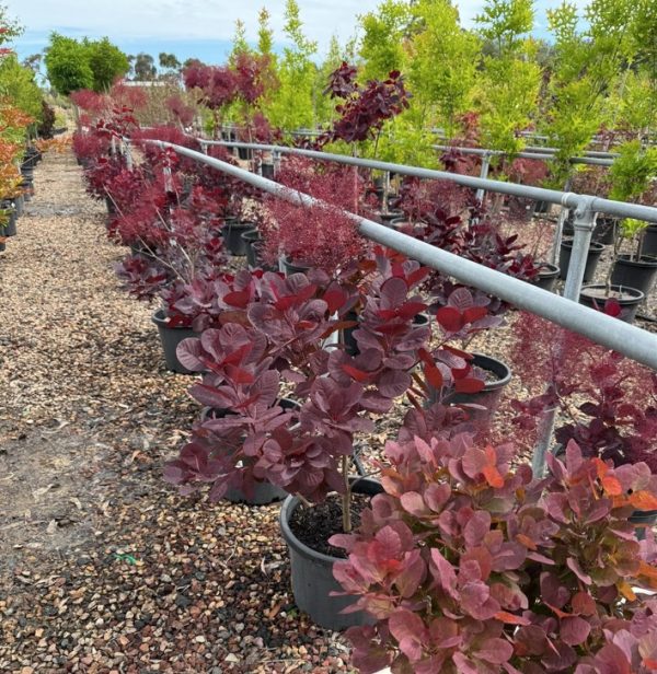 Smoke Bush Grace