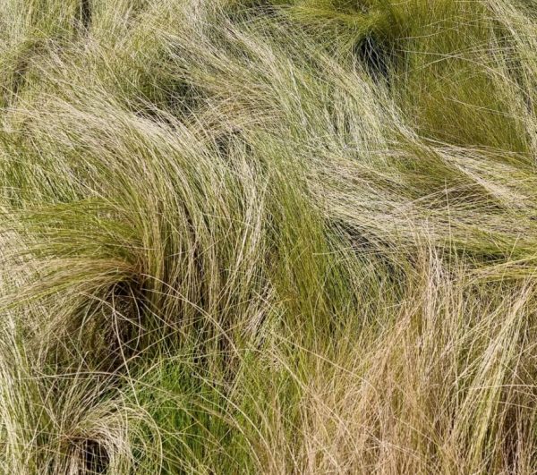 Poa Tussock Grass