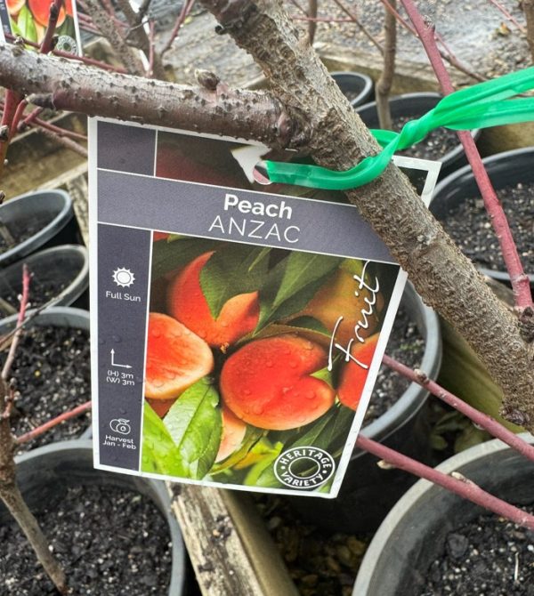 Peach Tree Anzac