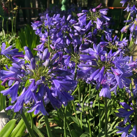 Agapanthus Bingo Blue