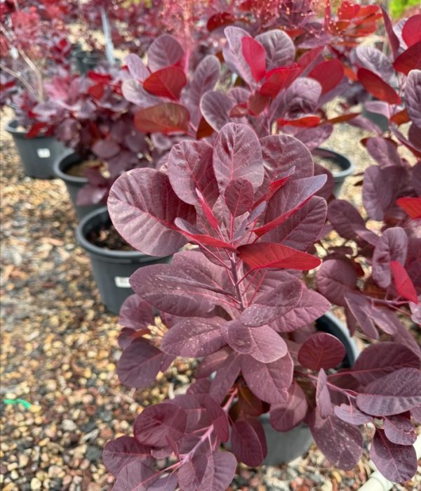 Smoke Bush