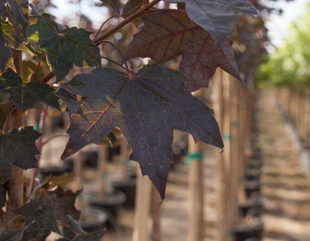 Urban Sunset Maple - Plants for Spaces