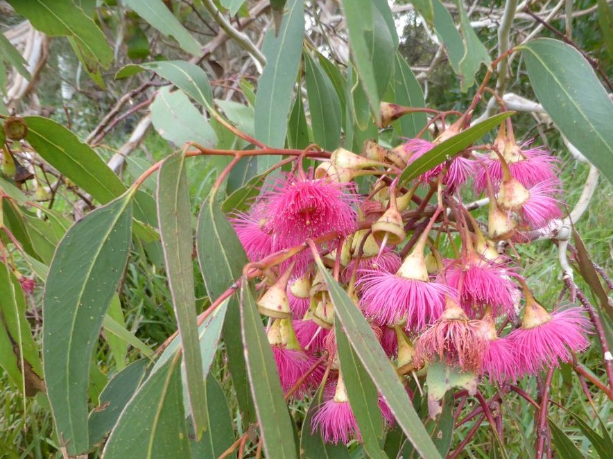 Large Fruited Yellow Gum - Plants for Spaces