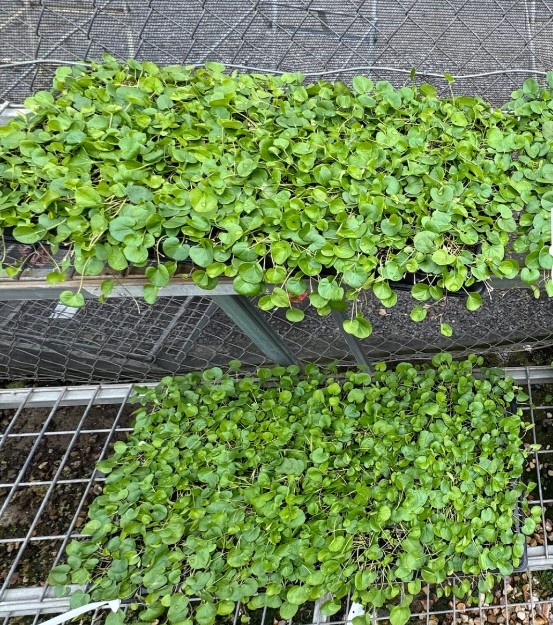 Dichondra repens Cell Tray of 50