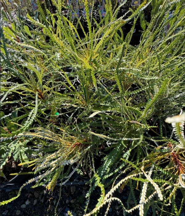Honeypot Dryandra Banksia nivea