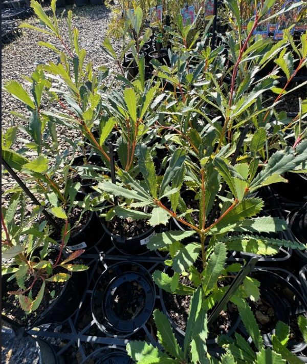 Marsh Banksia paludosa