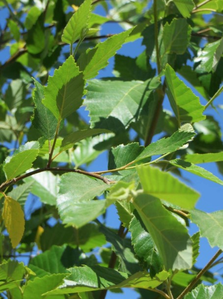 Betula nigra Dura Heat
