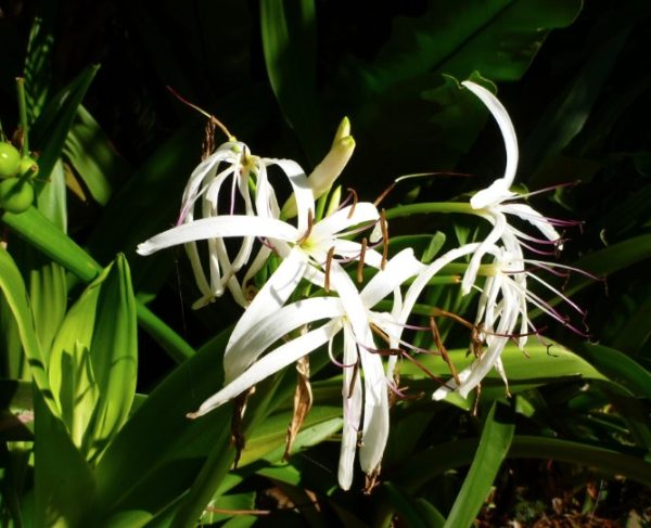 Swamp Lily, Mangrove Lily