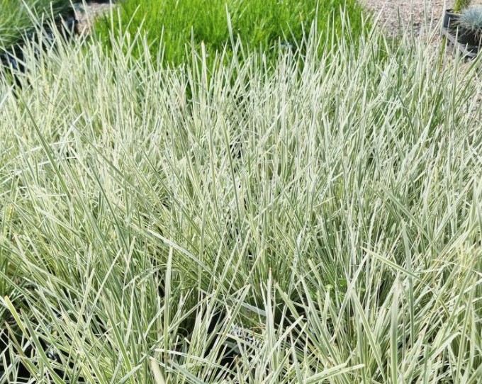 Lomandra White Sands - Plants for Spaces