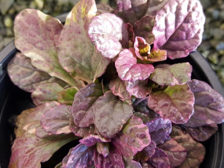 Ajuga Burgundy Glow - Plants for Spaces