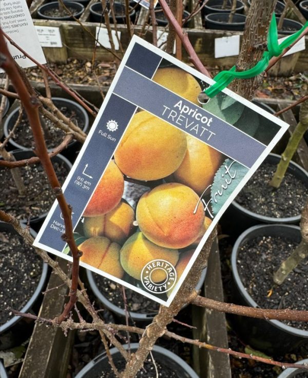 Apricot Tree Trevatt