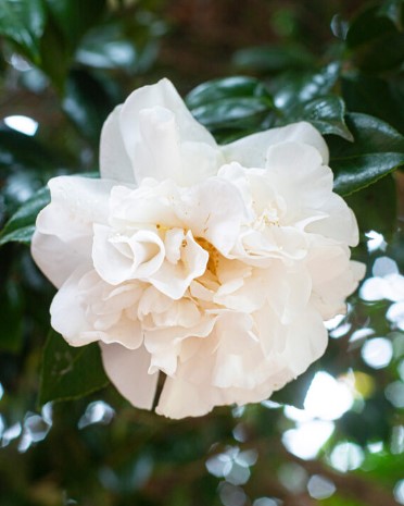 Camellia japonica Abbotsleigh