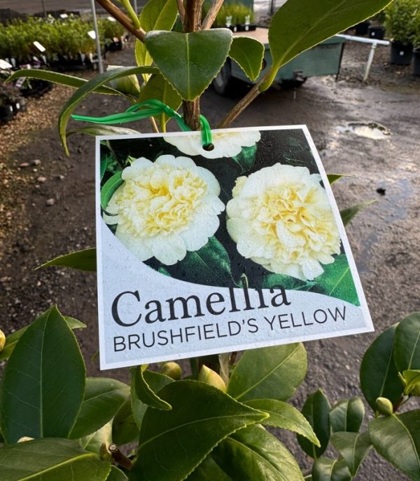 Camellia Brushfields Yellow