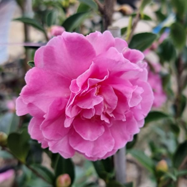 Camellia sasanqua With Love
