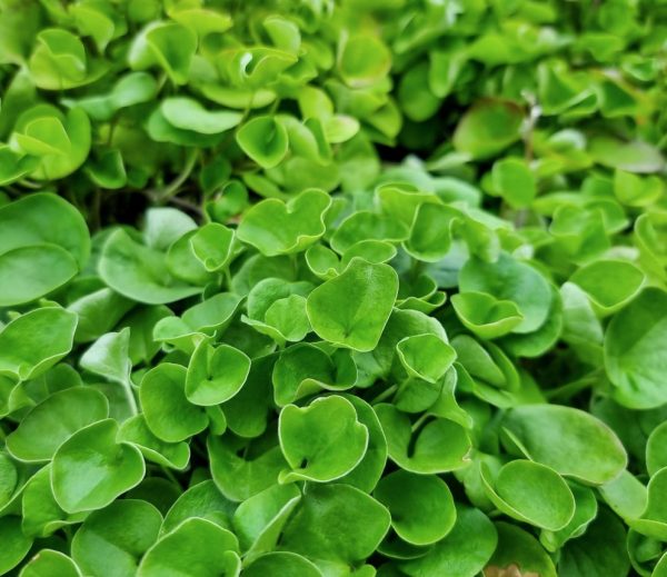 Dichondra Emerald Falls