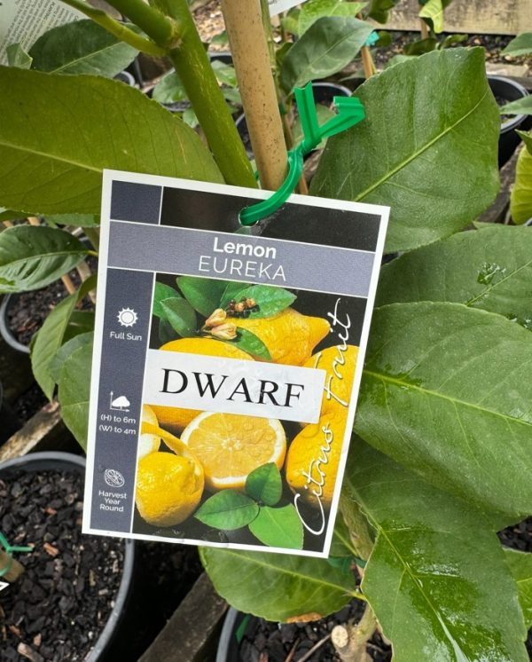 Dwarf Lemon Tree Eureka
