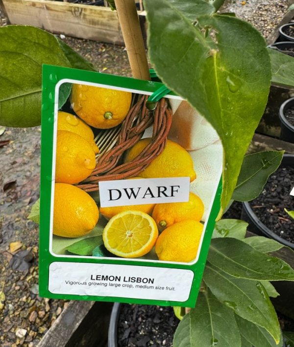 Dwarf Lemon Tree Lisbon