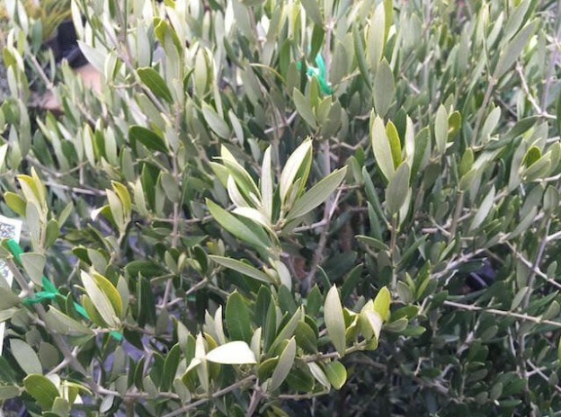 Dwarf Olive Tree - Plants for Spaces