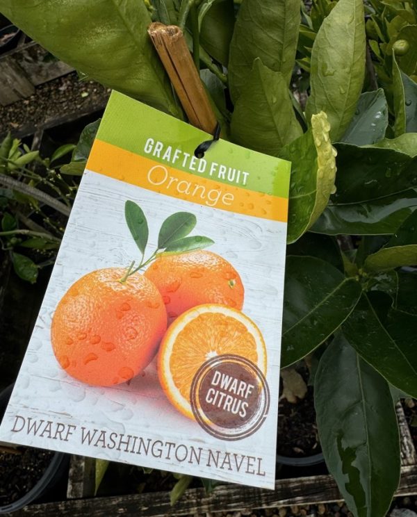 Dwarf Orange Tree (Washington Navel) - Plants for Spaces