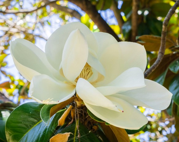 Magnolia Coolwyn Gloss