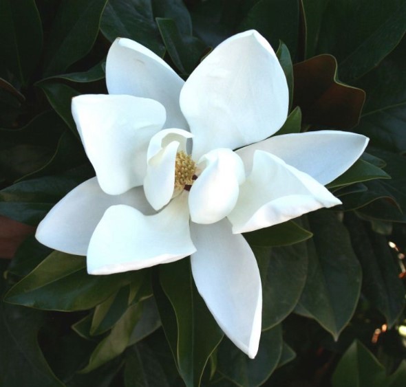 Magnolia grandiflora Sweet N Neat