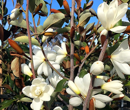 Magnolia Sweet Spire