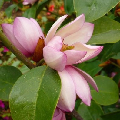 Magnolia Lady Of The Night Michelia figo