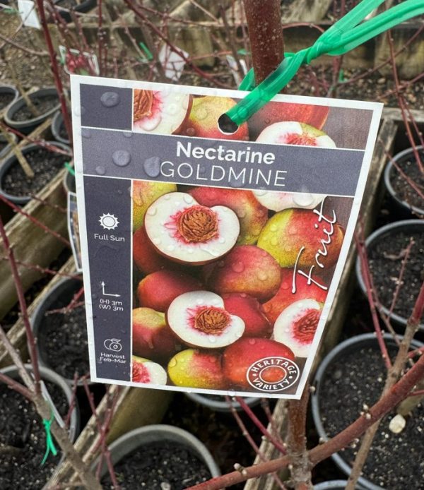 Nectarine Tree Goldmine Nectarine