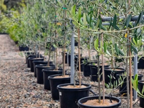 Olea europaea Paragon Olive Tree